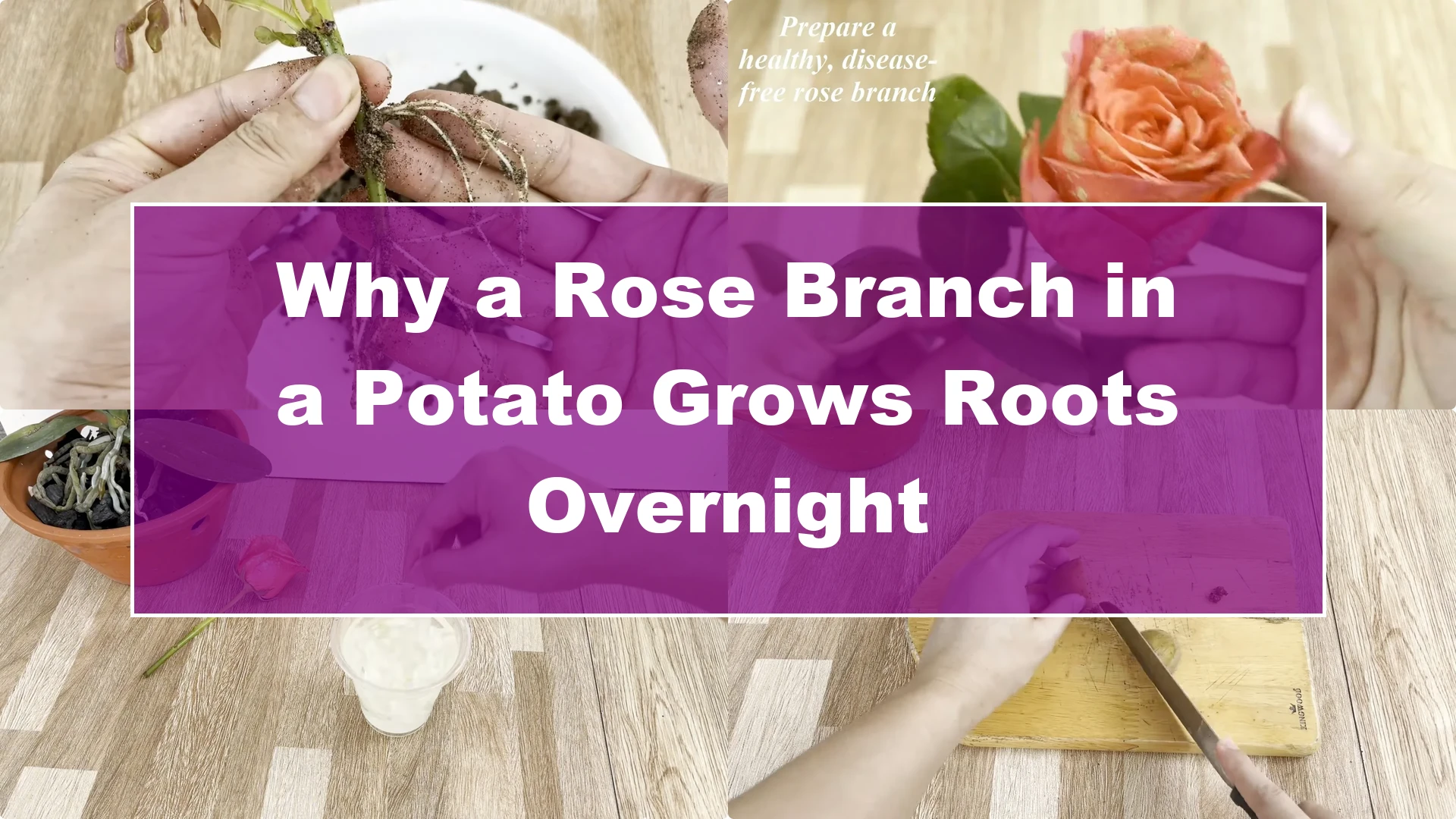 Why a Rose Branch in a Potato Grows Roots Overnight - Featured Image