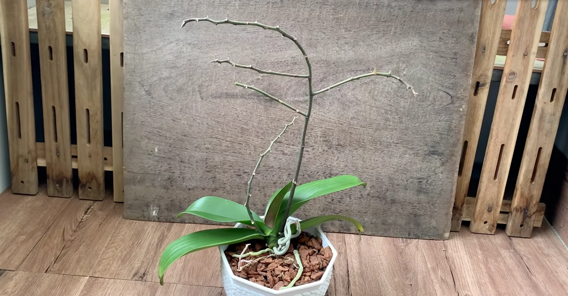 Why Healthy Roots Hold the Secret to Orchid Blooms? screenshot 11