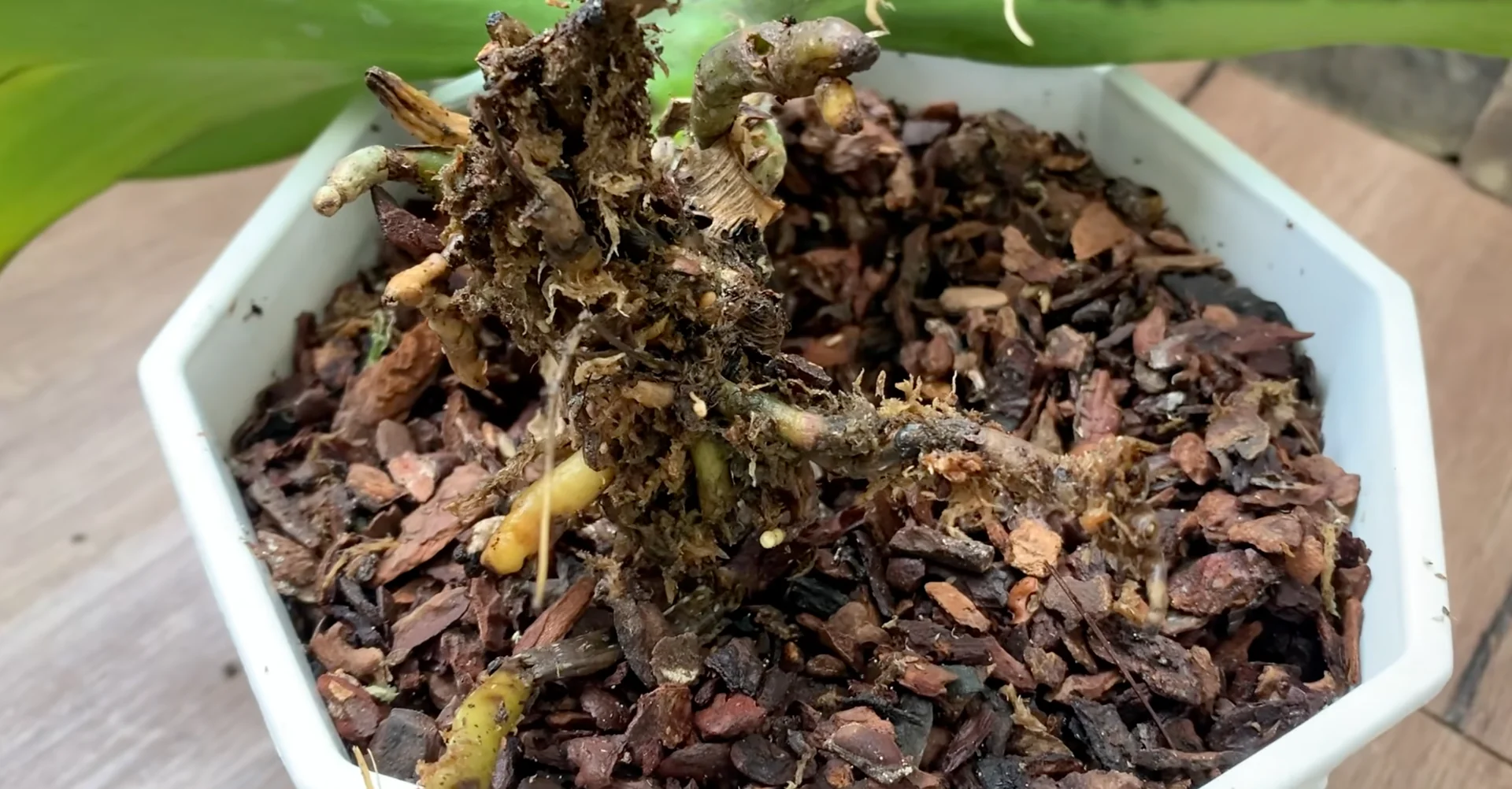 Why Healthy Roots Hold the Secret to Orchid Blooms? screenshot 2