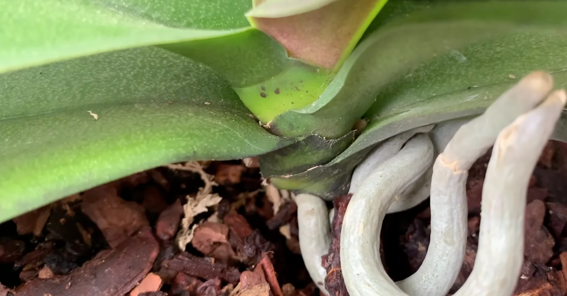 Why Healthy Roots Hold the Secret to Orchid Blooms? screenshot 3