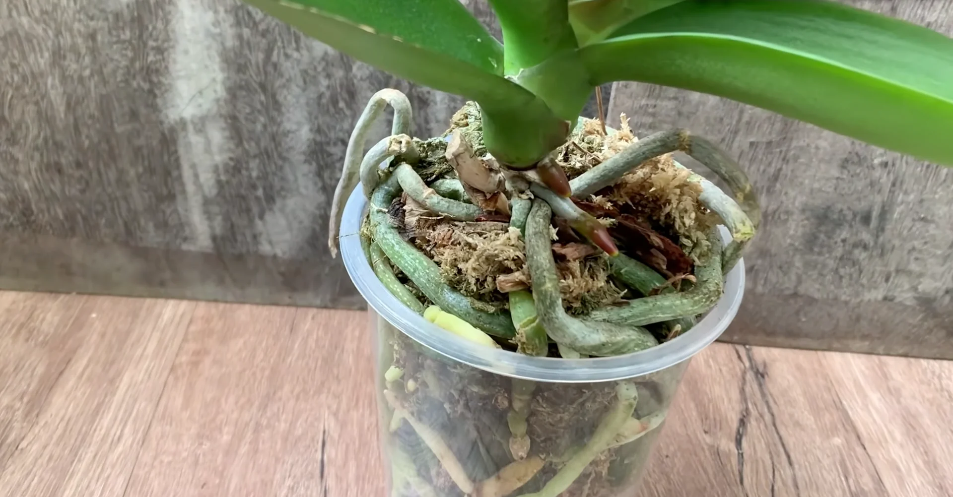 Why Healthy Roots Hold the Secret to Orchid Blooms? screenshot 4