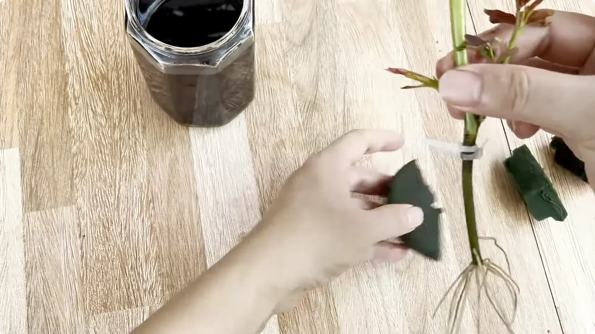 Why Sprinkling One Spoon Helps Rose Branches Root Fast screenshot 8