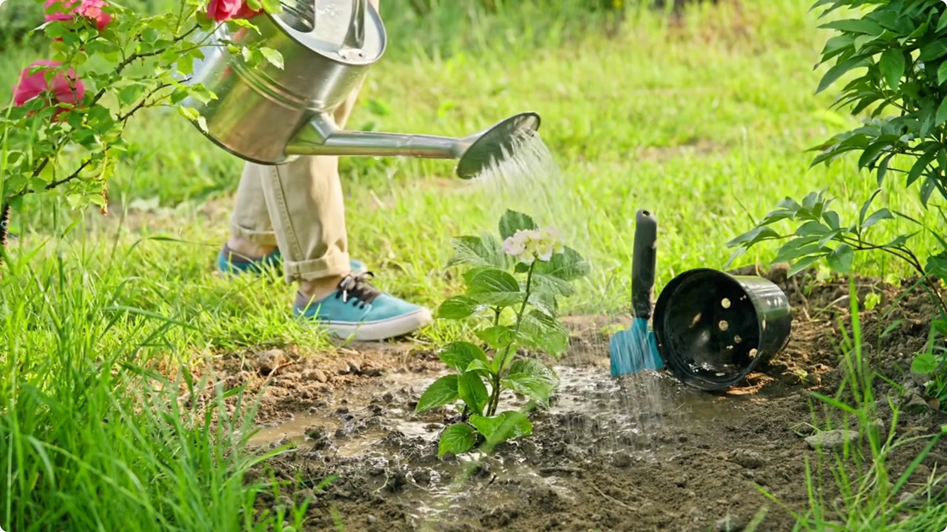 5 Natural Fertilizers That Work Instantly to revive Dead Hydrangeas screenshot 14