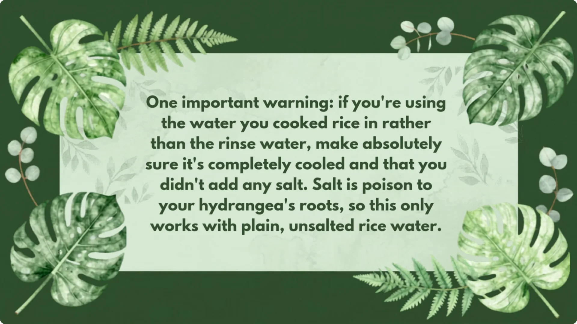 5 Natural Fertilizers That Work Instantly to revive Dead Hydrangeas screenshot 18