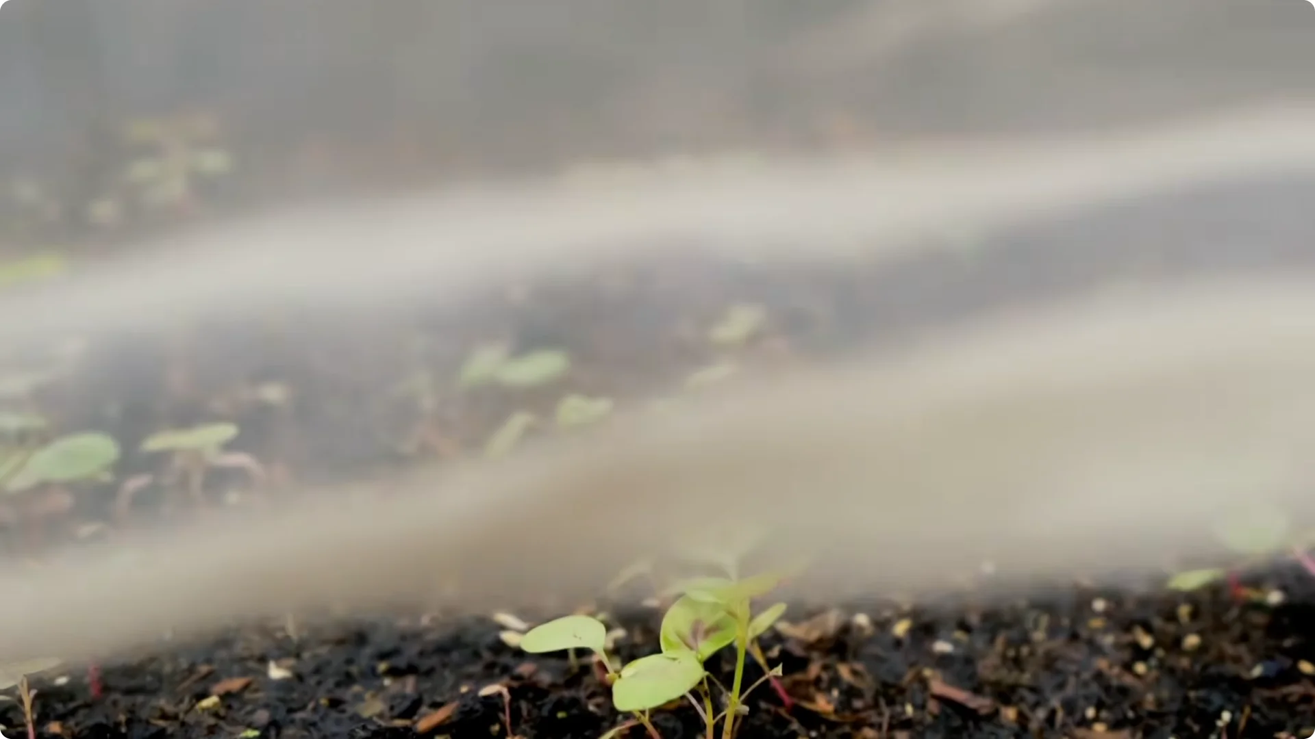 5 Natural Fertilizers That Work Instantly to revive Dead Hydrangeas screenshot 19