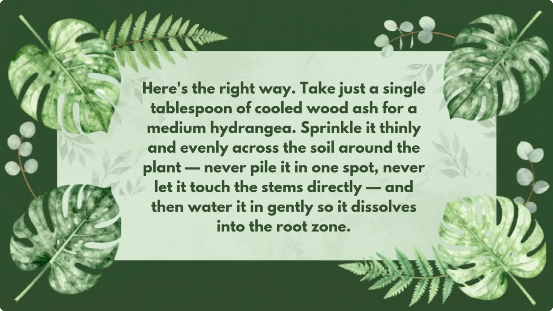 5 Natural Fertilizers That Work Instantly to revive Dead Hydrangeas screenshot 20