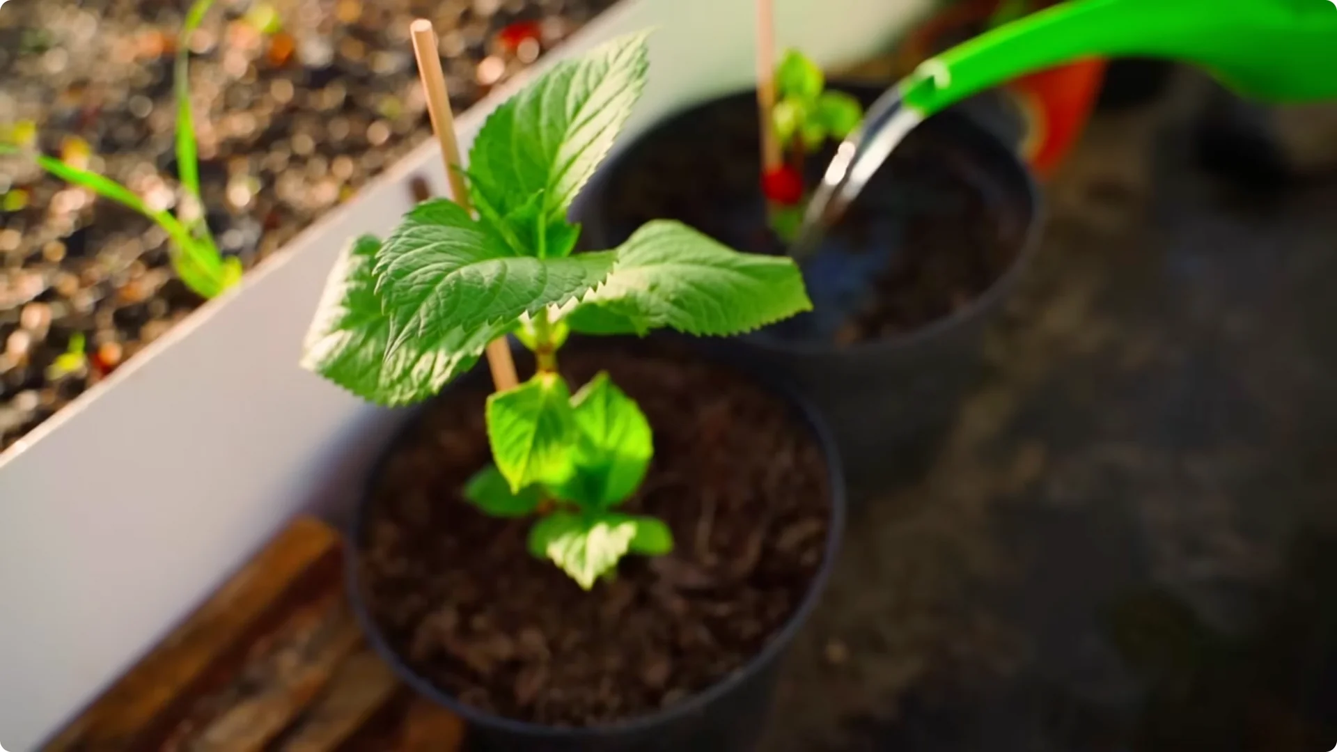 5 Secrets to Growing Hydrangeas That Never Die (Even If You Forget It) screenshot 6