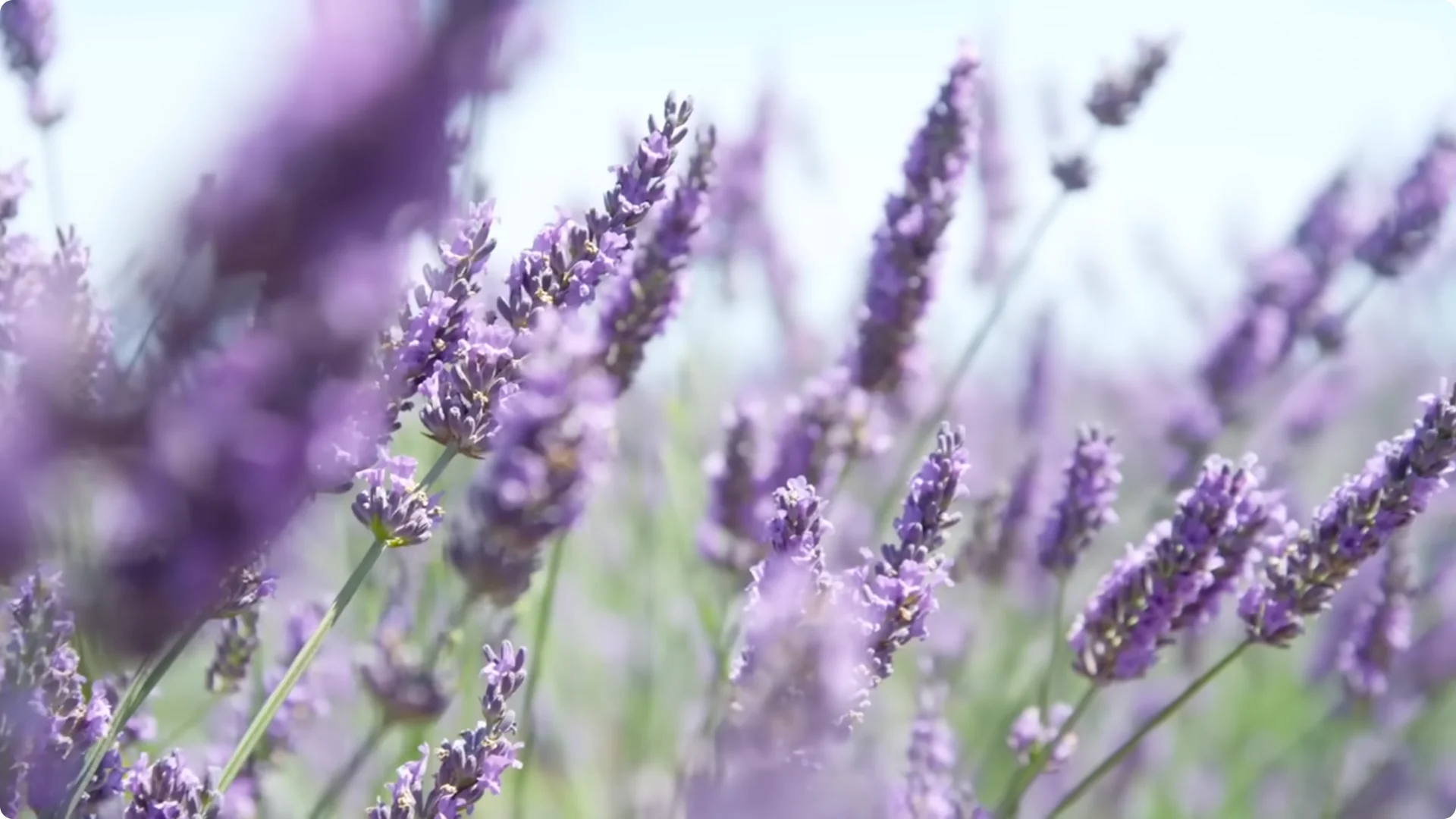 5 Secrets to Growing Lavender That Never Dies screenshot 15