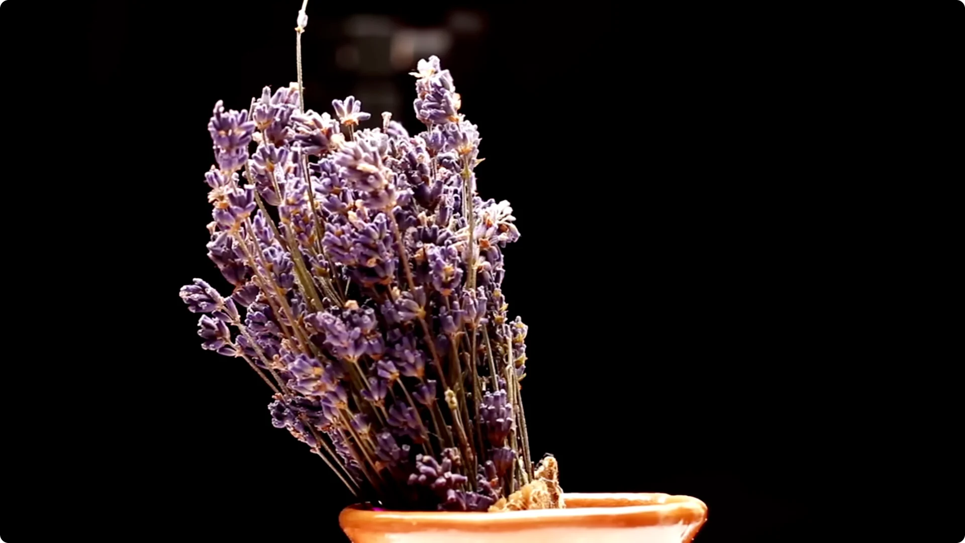5 Secrets to Growing Lavender That Never Dies screenshot 18