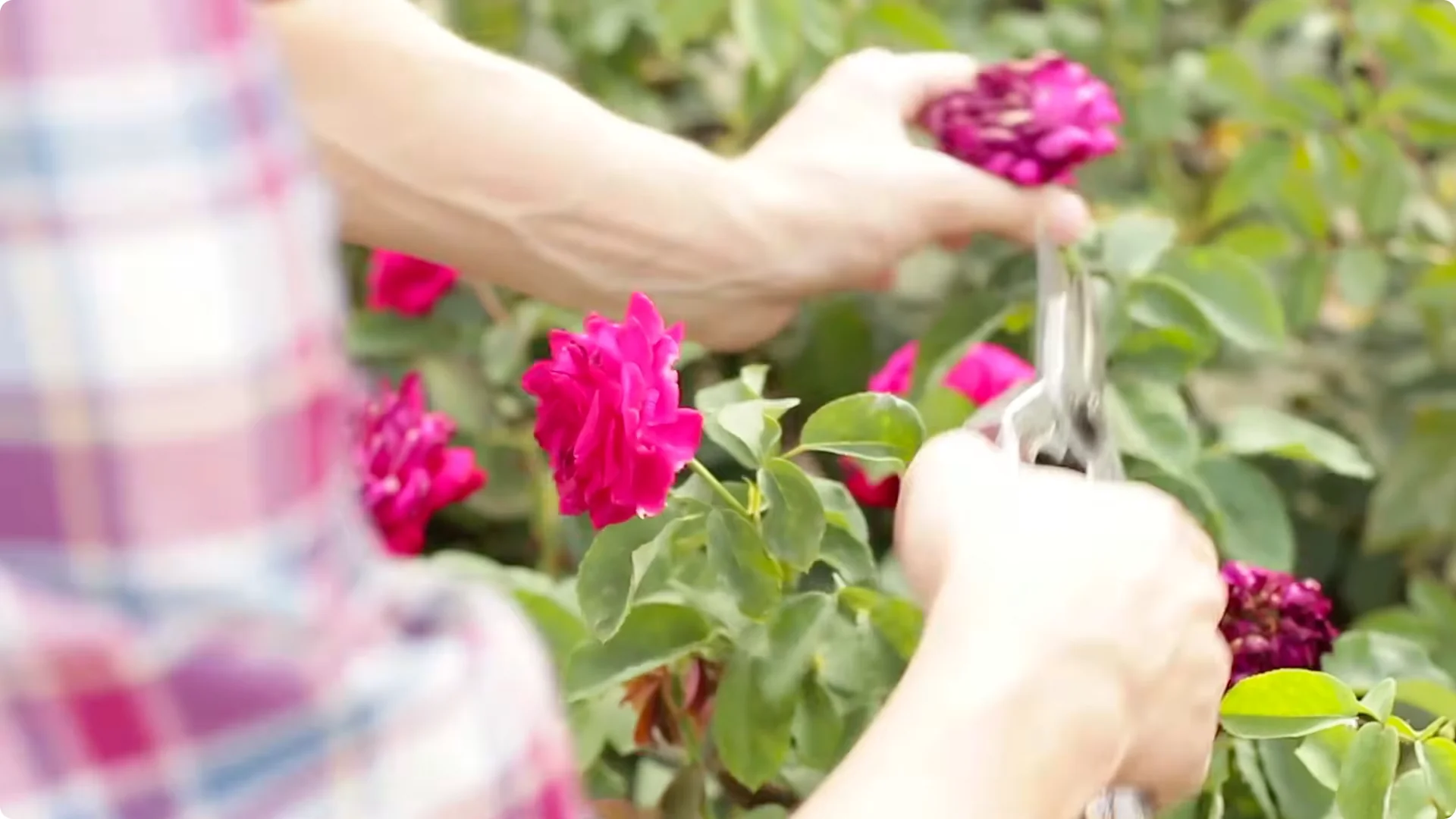 How to Grow Roses That Bloom All Year (Even If You're a Beginner) screenshot 13