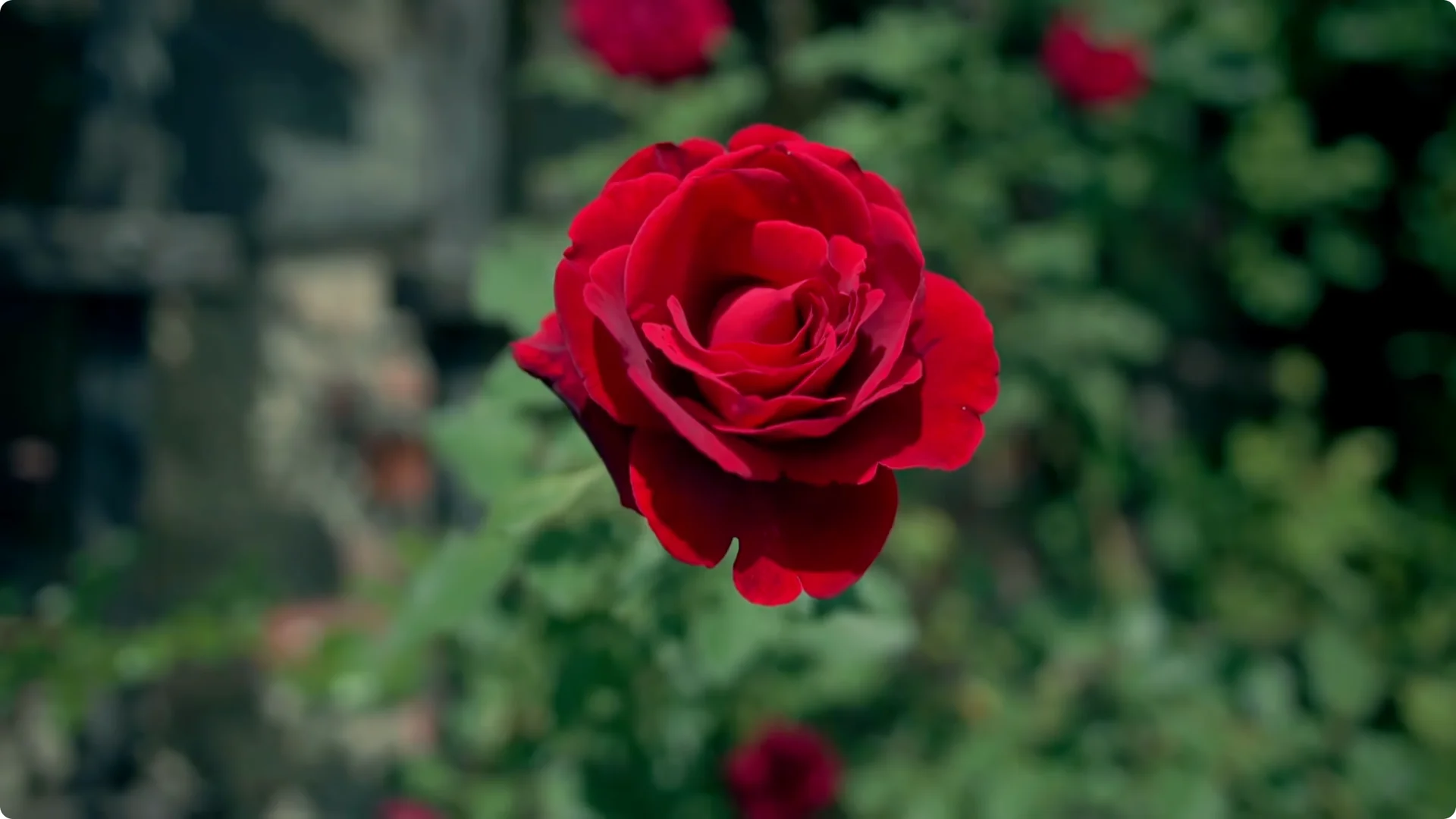 How to Grow Roses That Bloom All Year (Even If You're a Beginner) screenshot 15