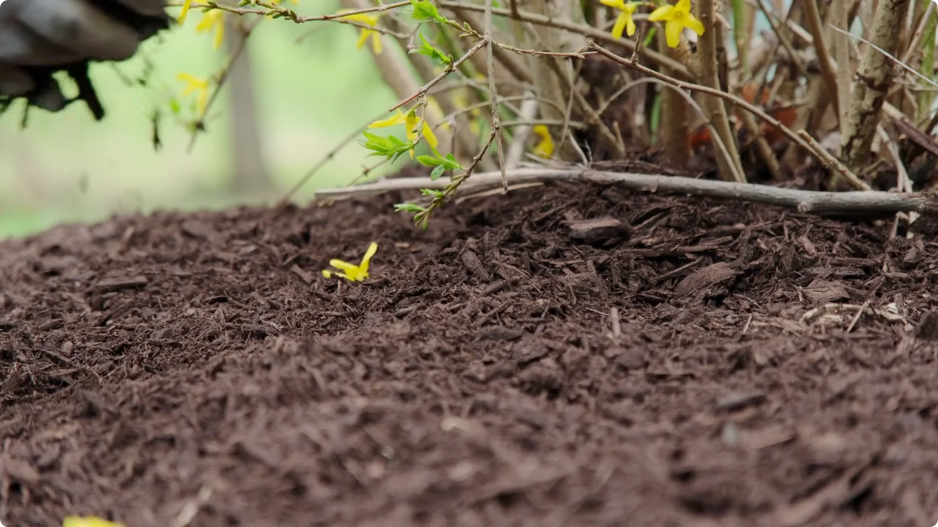 How to Grow Roses That Bloom All Year (Even If You're a Beginner) screenshot 18