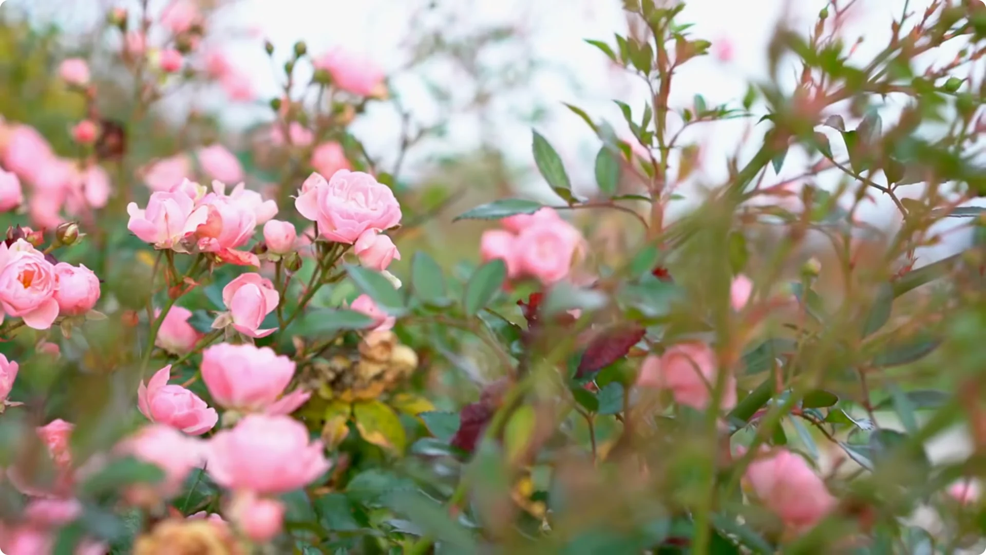 How to Grow Roses That Bloom All Year (Even If You're a Beginner) screenshot 21