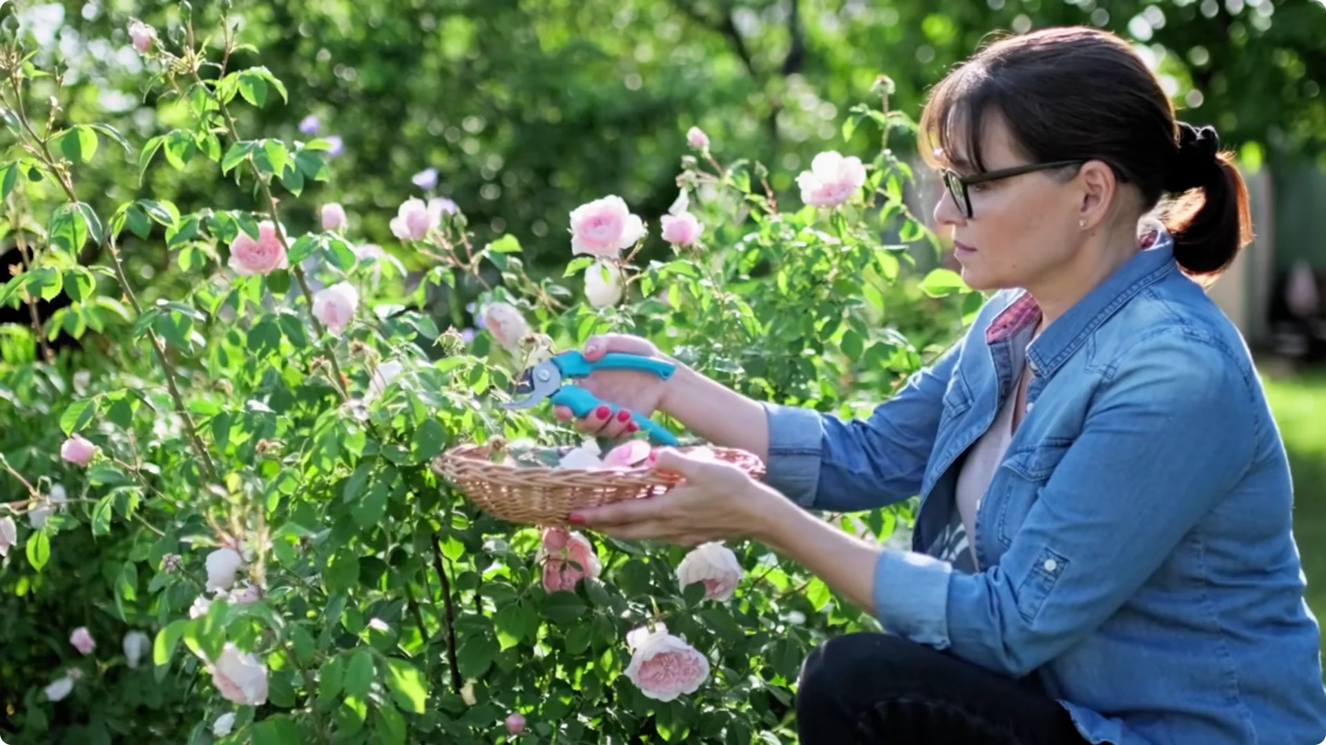 How to Grow Roses That Bloom All Year (Even If You're a Beginner) screenshot 23