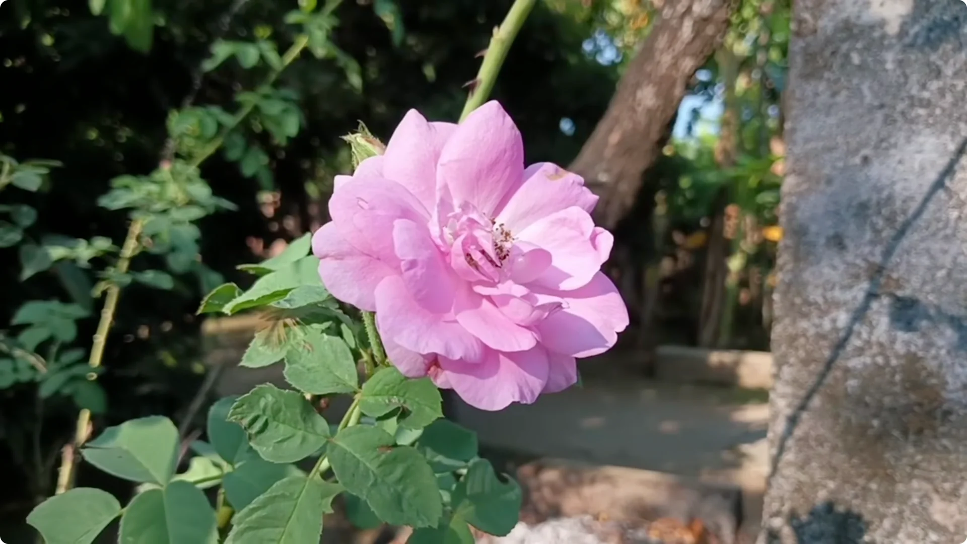How to Grow Roses That Bloom All Year (Even If You're a Beginner) screenshot 38