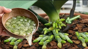 How to Help Your Orchid Root and Bloom Much Faster? - Featured Image