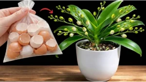 Sprinkle This on Orchid Roots to Trigger Stunning Blooms - Featured Image