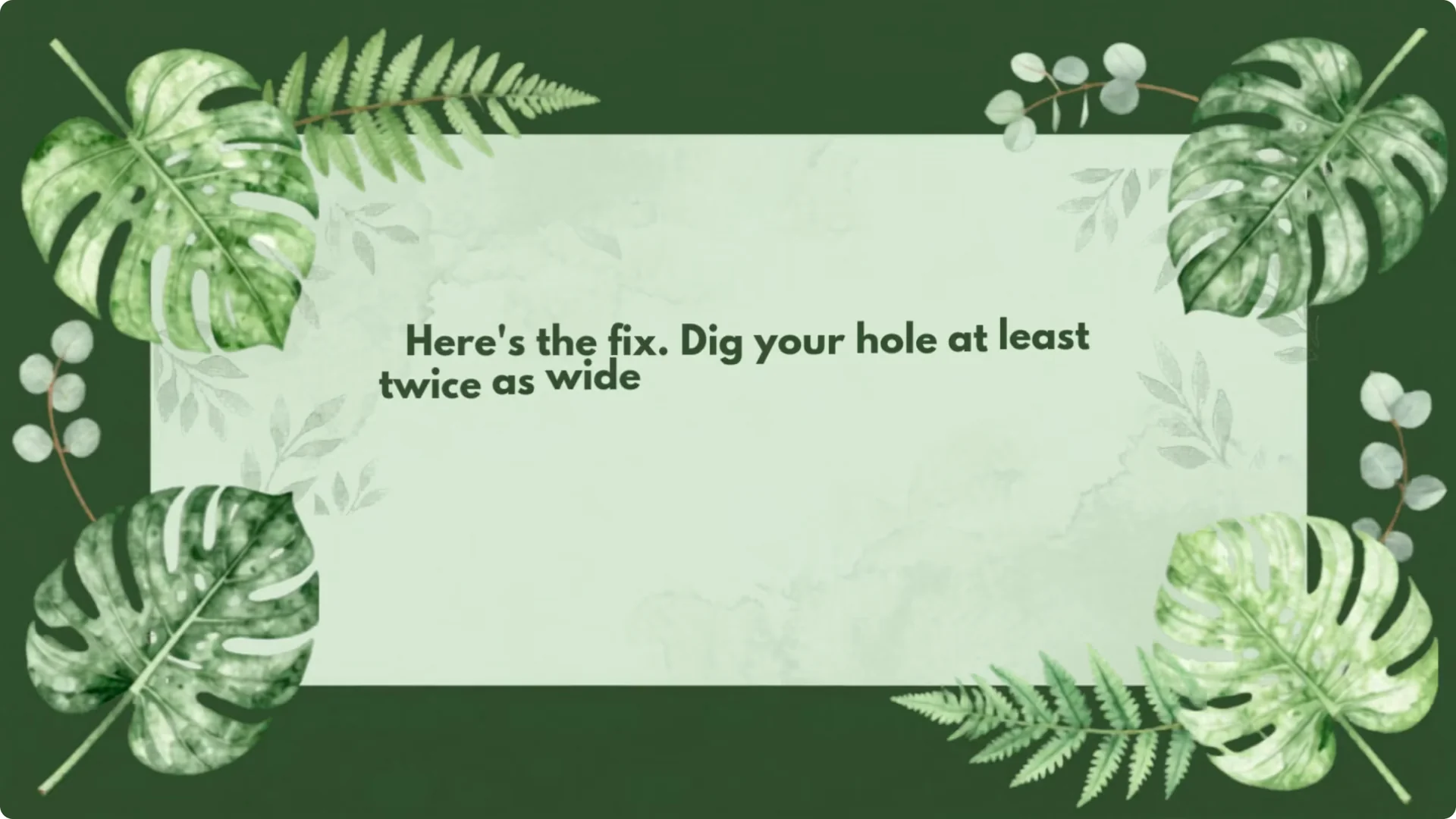 Stop Ruining Your Roses! 7 Planting Mistakes to Avoid! screenshot 2
