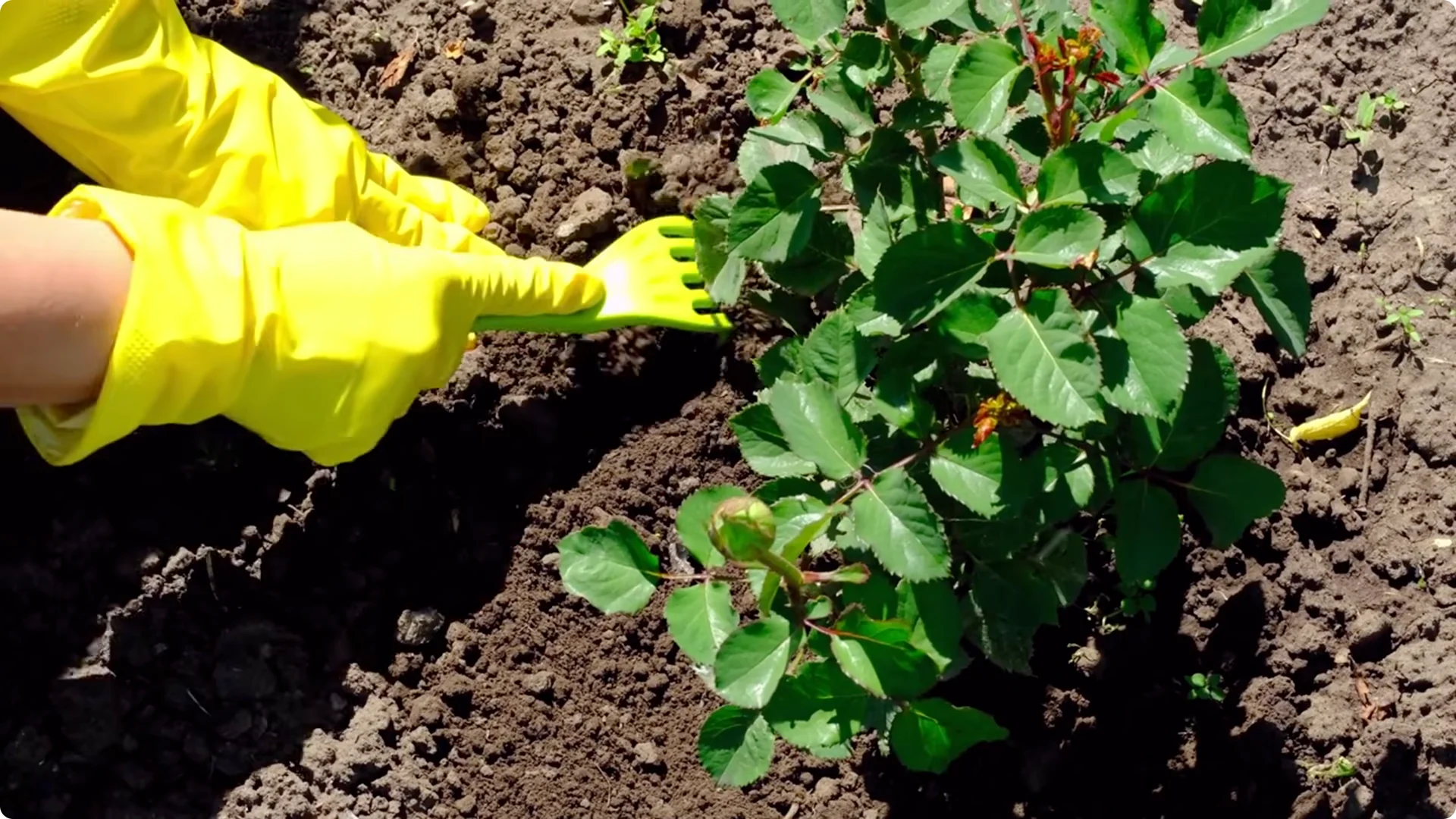Stop Ruining Your Roses! 7 Planting Mistakes to Avoid! screenshot 3