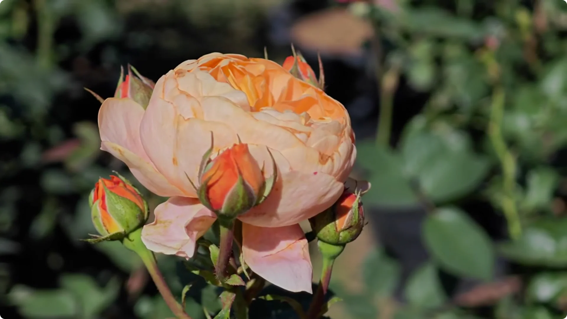 Stop Ruining Your Roses! 7 Planting Mistakes to Avoid! screenshot 4