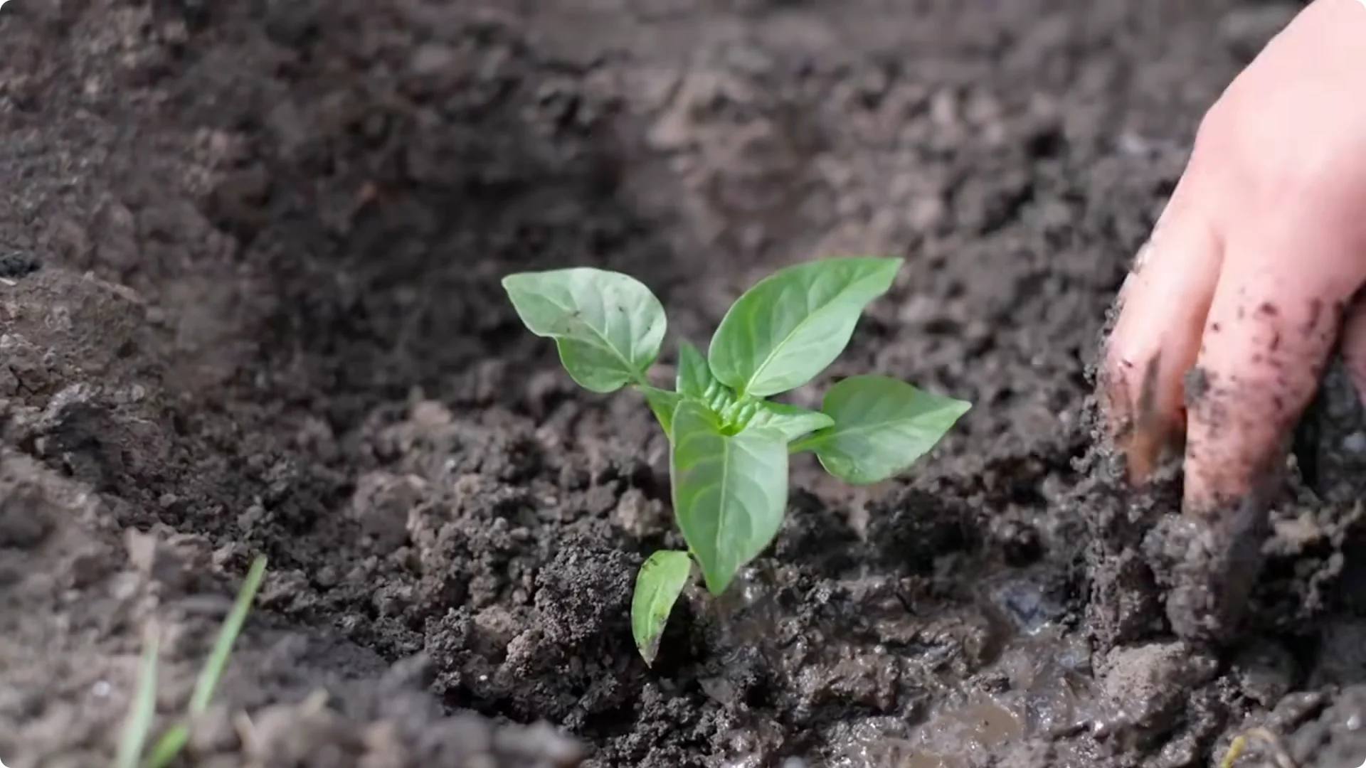 Stop Ruining Your Roses! 7 Planting Mistakes to Avoid! screenshot 5