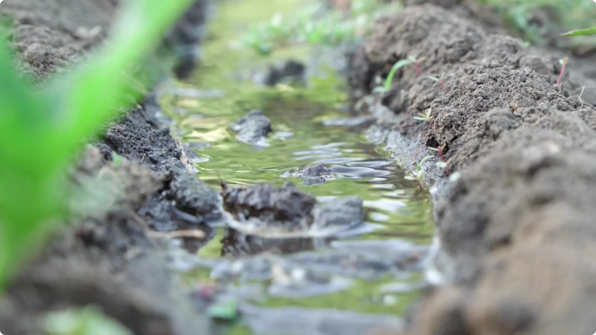 Stop Ruining Your Roses! 7 Planting Mistakes to Avoid! screenshot 6
