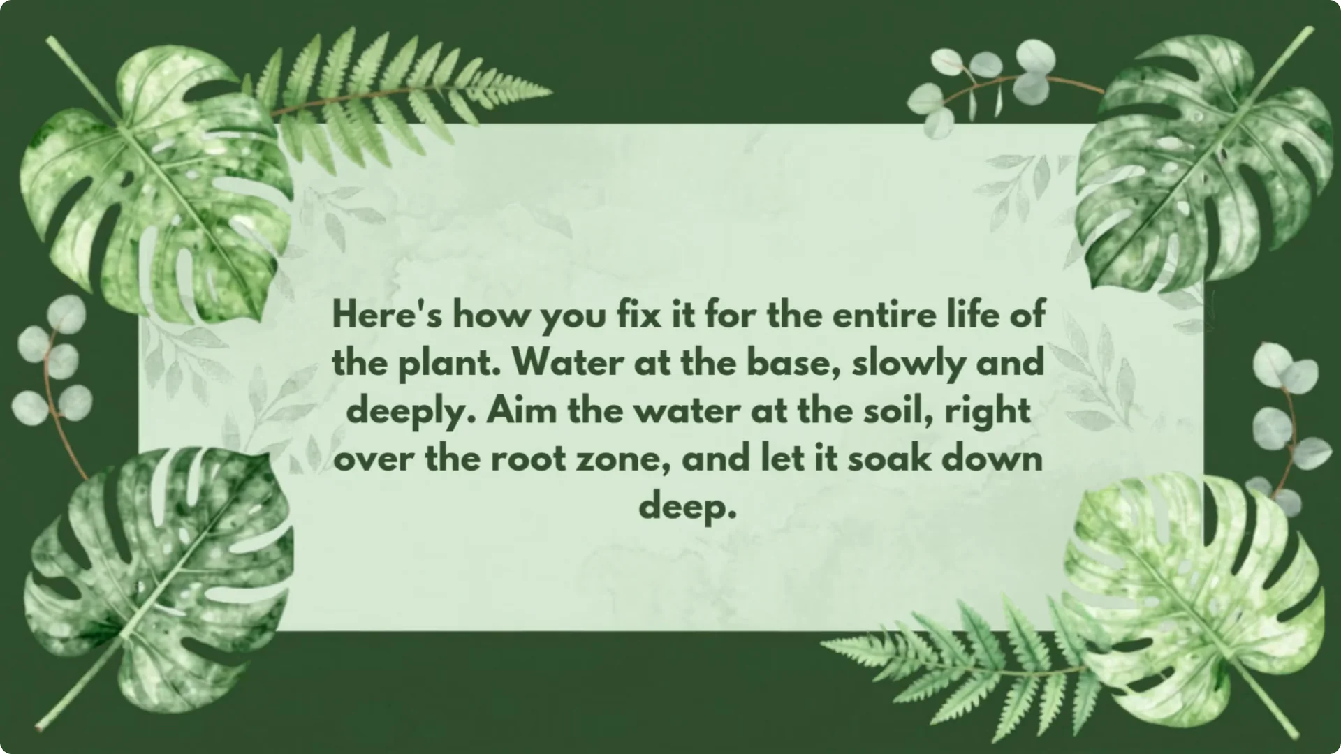 Stop Ruining Your Roses! 7 Planting Mistakes to Avoid! screenshot 7
