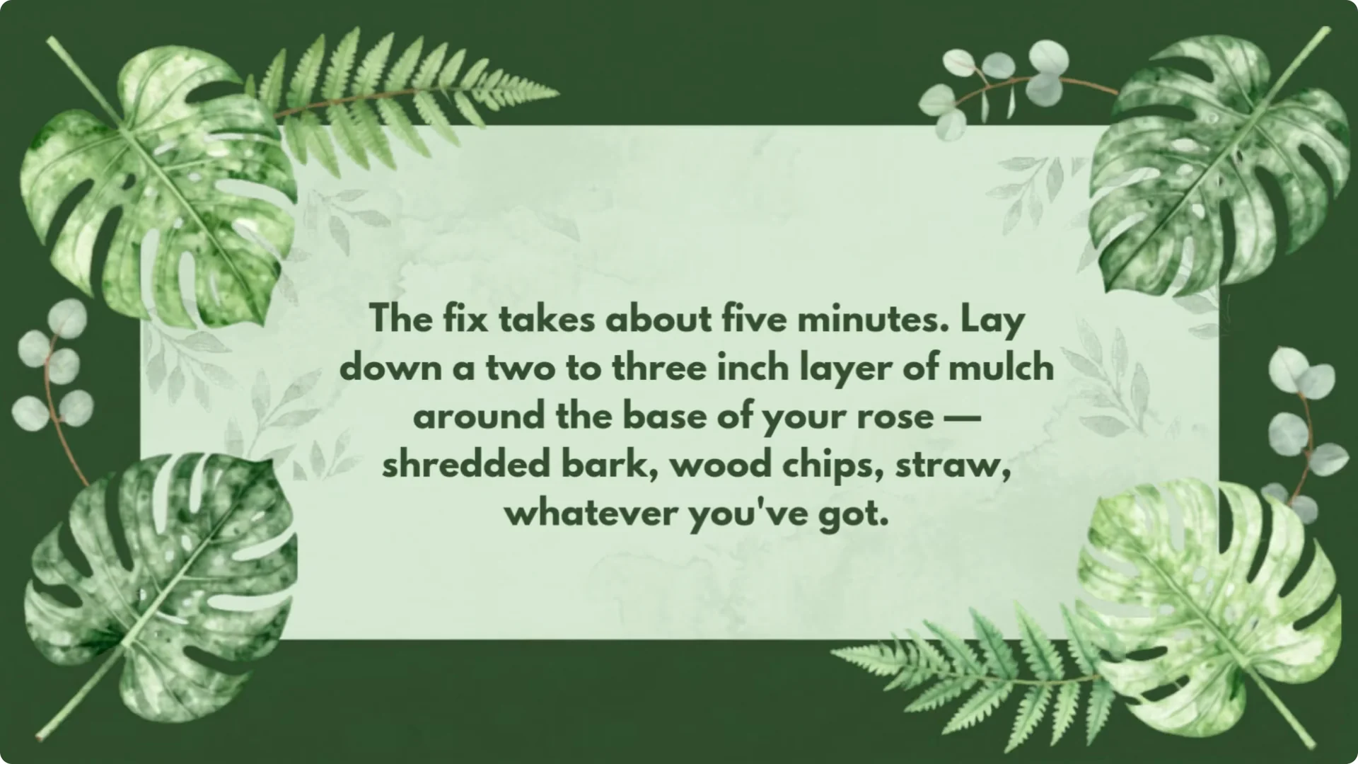 Stop Ruining Your Roses! 7 Planting Mistakes to Avoid! screenshot 8