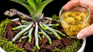 The Kitchen Secret That Boosts Orchid Growth and Blooms - Featured Image