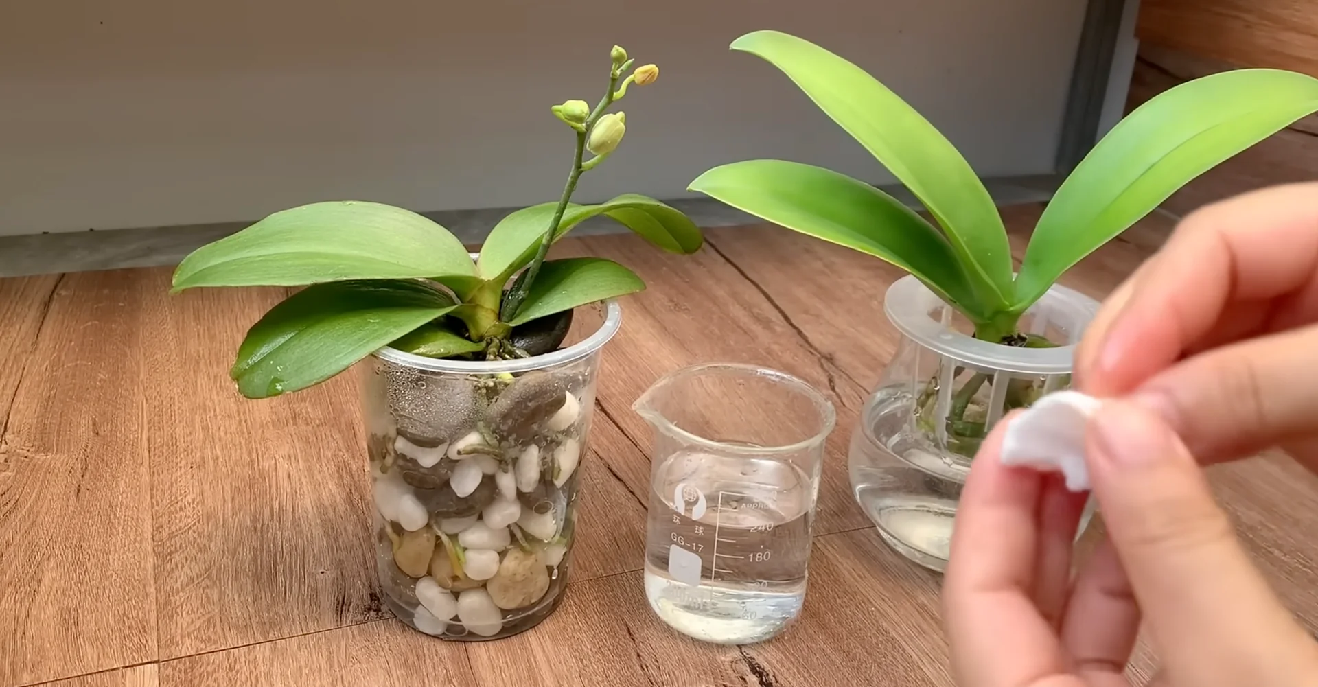 The Semi-Hydro Orchid Method That Boosts Root Growth Fast screenshot 15