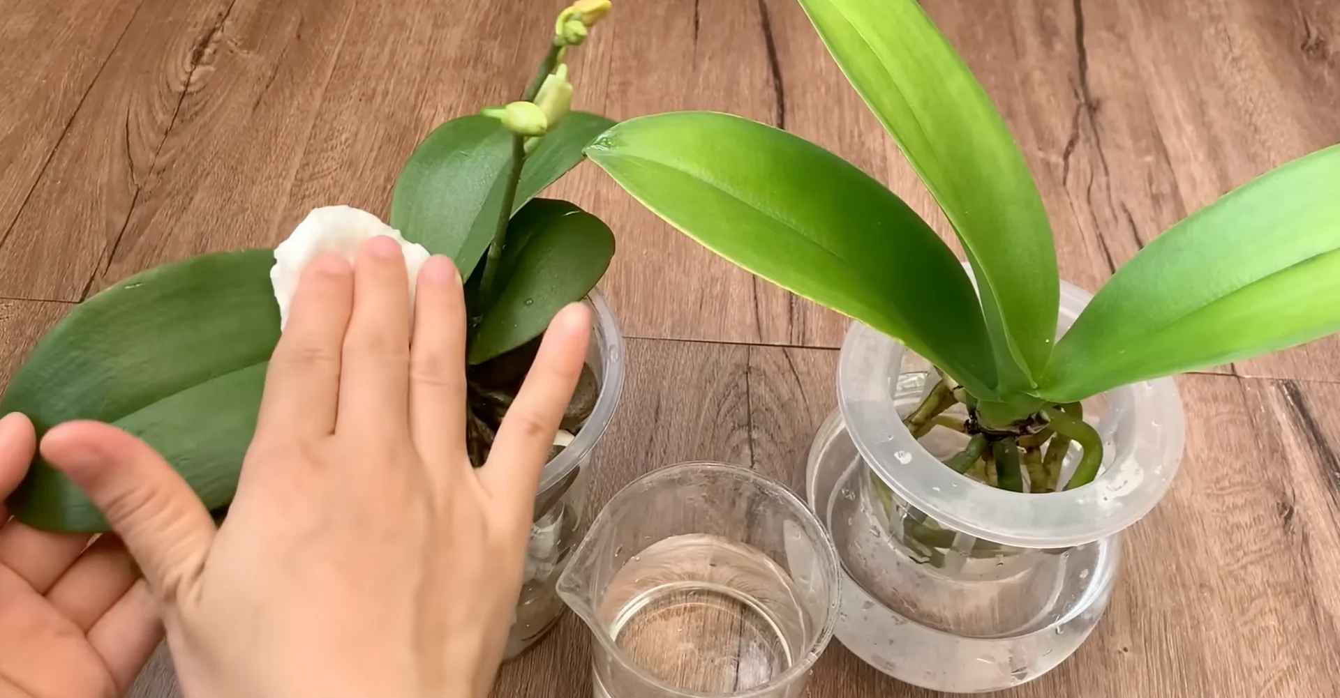 The Semi-Hydro Orchid Method That Boosts Root Growth Fast screenshot 17