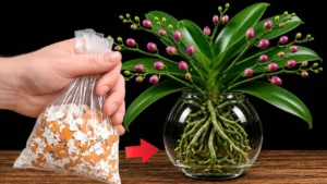 The Simple Feeding Trick That Boosts Orchid Roots and Blooms - Featured Image
