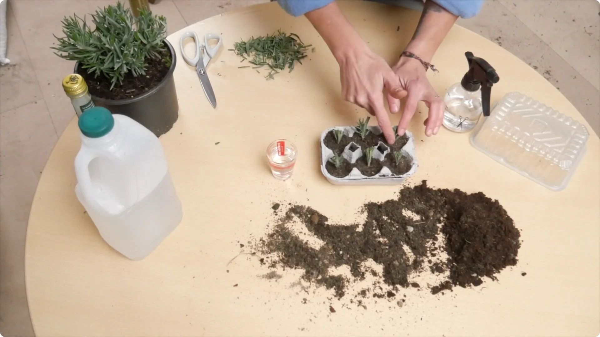 Lavender Cuttings: Tips for Successful Growth screenshot 19